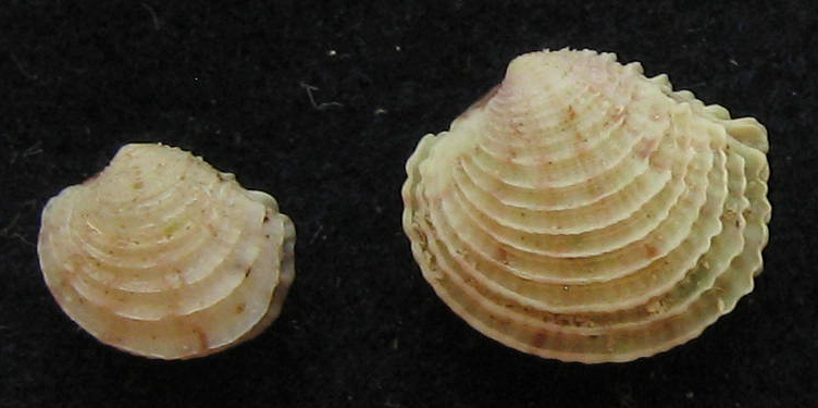 venus verrucosa juv.